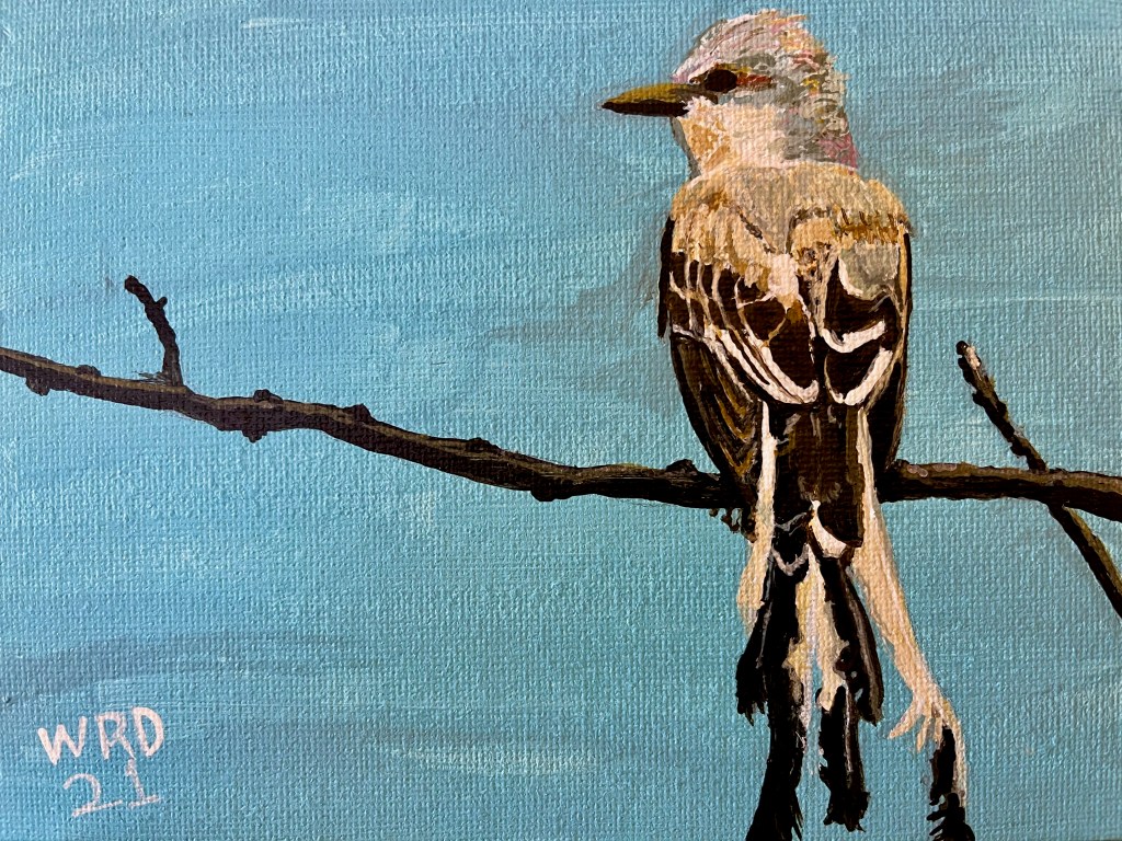 Scissor Tail Fly&nbsp;Catcher