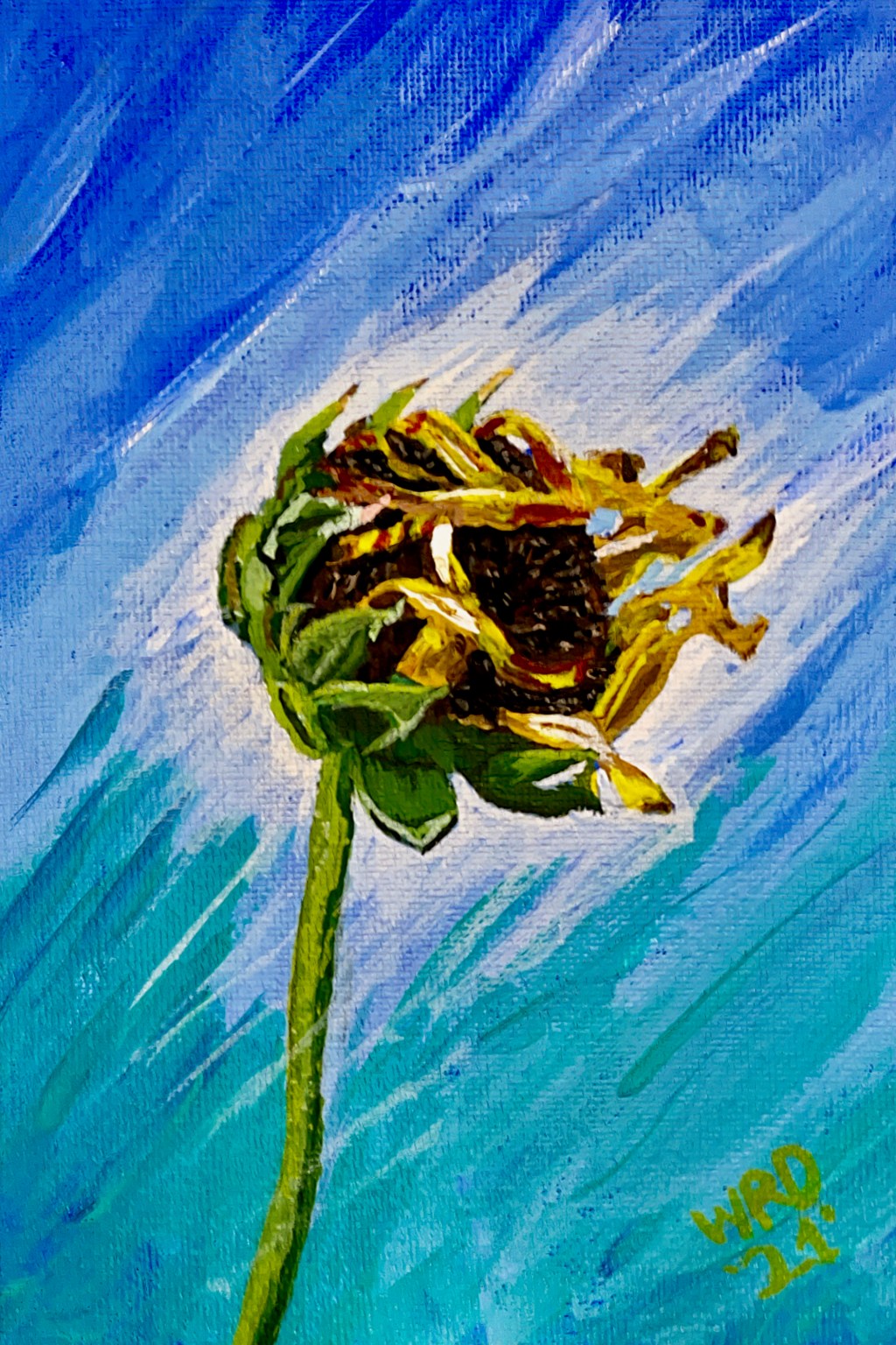 Sunflower