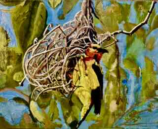 Orange Weaver